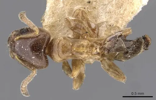 Azteca brevis - CASENT0909603