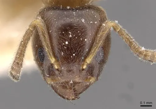 Azteca brevis - CASENT0909603