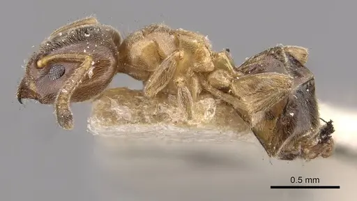 Azteca brevis - CASENT0909603