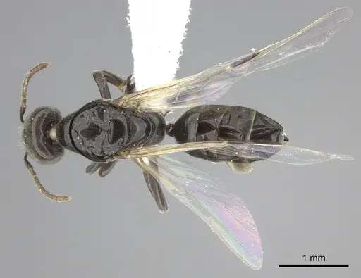 Azteca brevis - INBIOCRI001280057