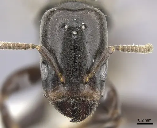 Azteca brevis - INBIOCRI001280057