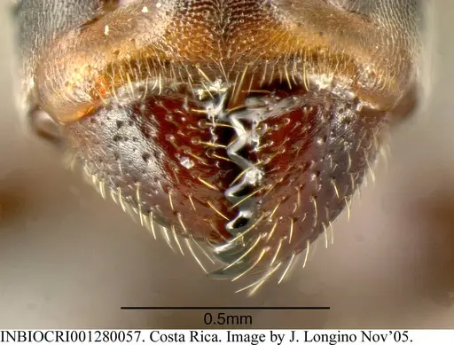 Azteca brevis - INBIOCRI001280057