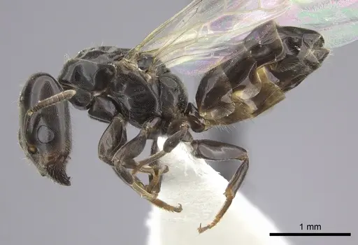 Azteca brevis - INBIOCRI001280057