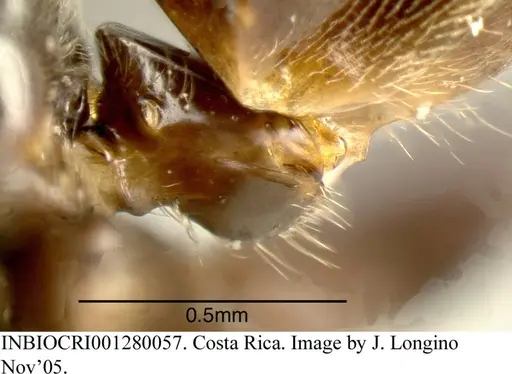 Azteca brevis - INBIOCRI001280057