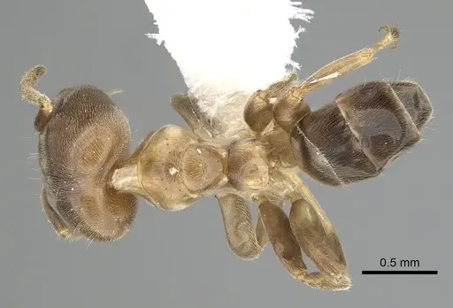 Azteca brevis - JTLC000009499