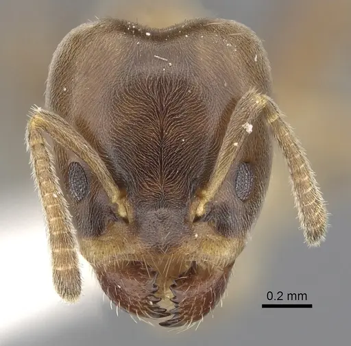 Azteca brevis - JTLC000009499