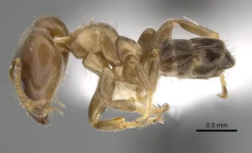 Azteca brevis - JTLC000009499