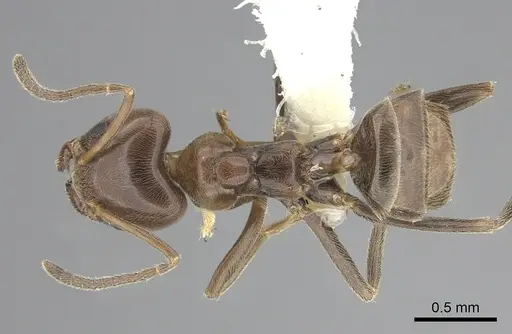 Azteca chartifex specimen