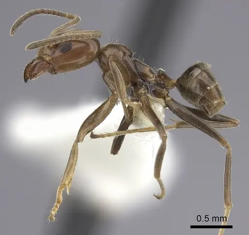 Azteca chartifex specimen