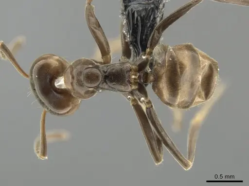 Azteca chartifex - CASENT0649882