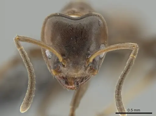 Azteca chartifex - CASENT0649882