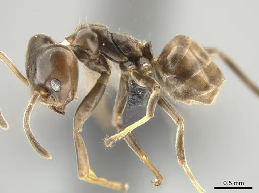 Azteca chartifex - CASENT0649882