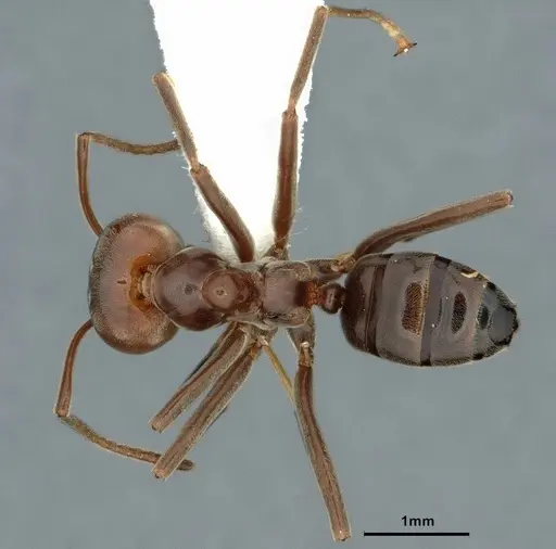 Azteca chartifex - CASENT0886036