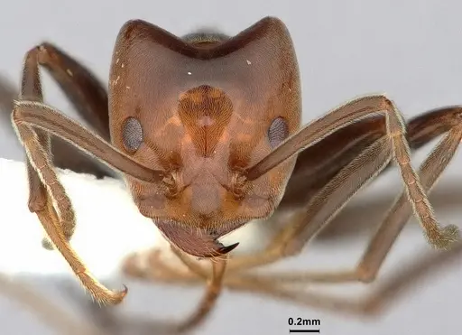 Azteca chartifex - CASENT0886036