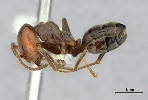 Azteca chartifex - CASENT0886036