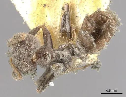 Azteca chartifex - CASENT0903013