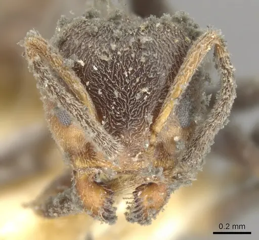 Azteca chartifex - CASENT0903013