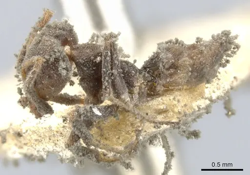 Azteca chartifex - CASENT0903013