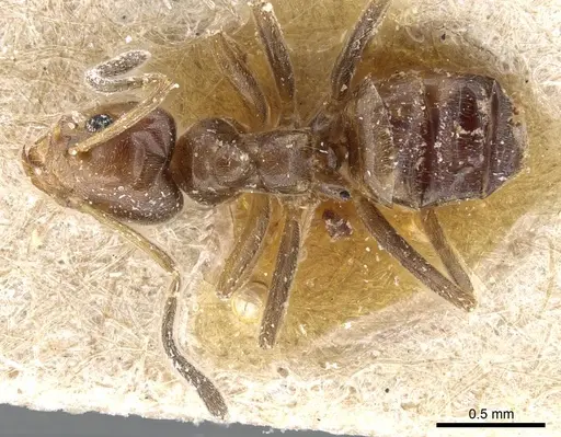 Azteca chartifex - CASENT0905100