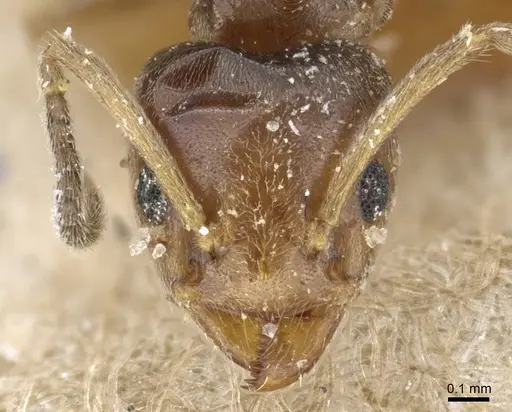 Azteca chartifex - CASENT0905100