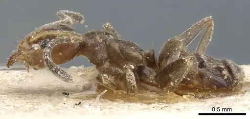 Azteca chartifex - CASENT0905100