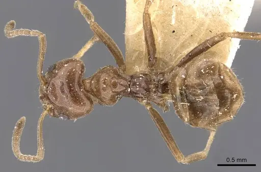 Azteca chartifex - CASENT0909604