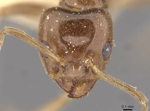 Azteca chartifex - CASENT0909604