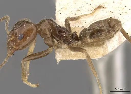 Azteca chartifex - CASENT0909604