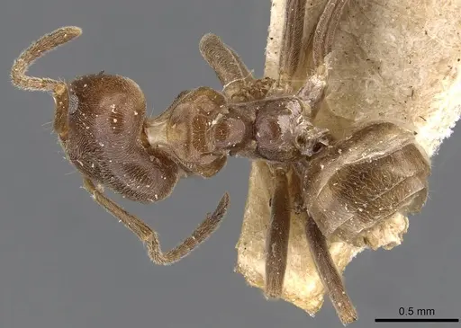 Azteca chartifex - CASENT0909605