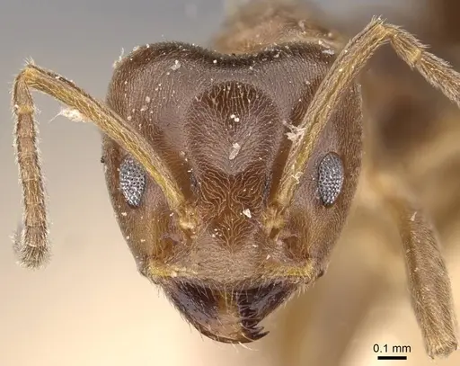 Azteca chartifex - CASENT0909605