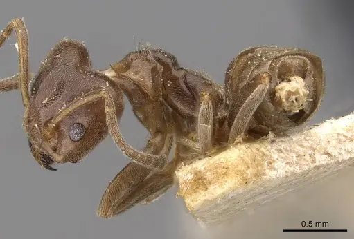 Azteca chartifex - CASENT0909605