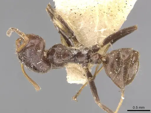 Azteca chartifex - CASENT0909606