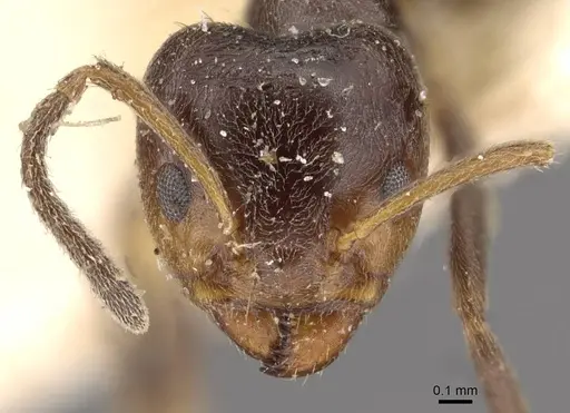 Azteca chartifex - CASENT0909606