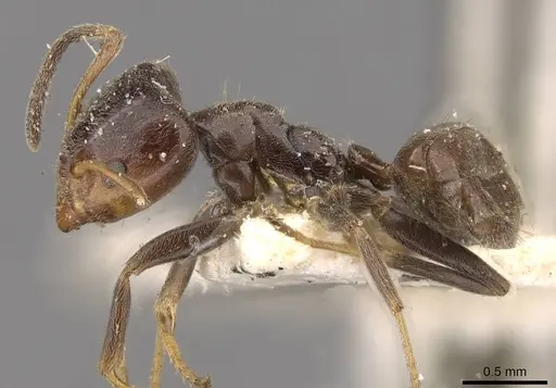 Azteca chartifex - CASENT0909606