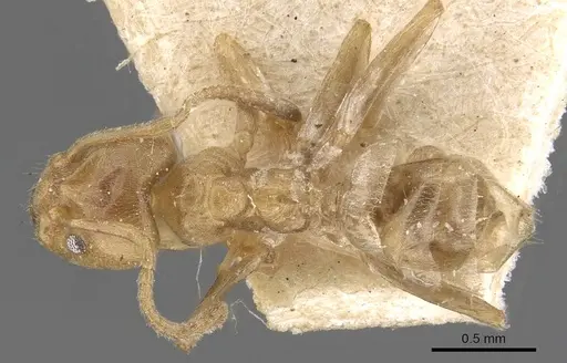 Azteca chartifex - CASENT0909607