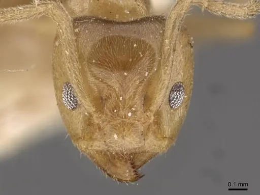 Azteca chartifex - CASENT0909607