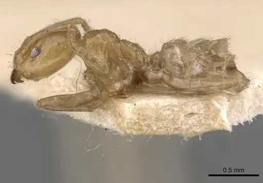 Azteca chartifex - CASENT0909607