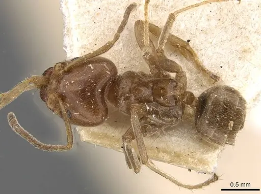 Azteca chartifex - CASENT0909608