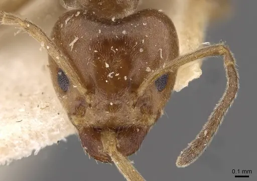 Azteca chartifex - CASENT0909608