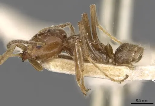 Azteca chartifex - CASENT0909608