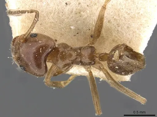 Azteca chartifex - CASENT0909609