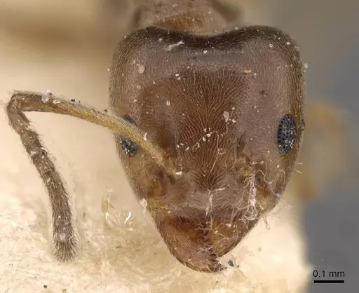 Azteca chartifex - CASENT0909609