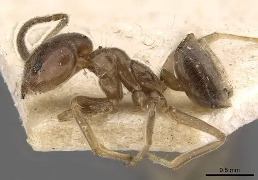 Azteca chartifex - CASENT0909609