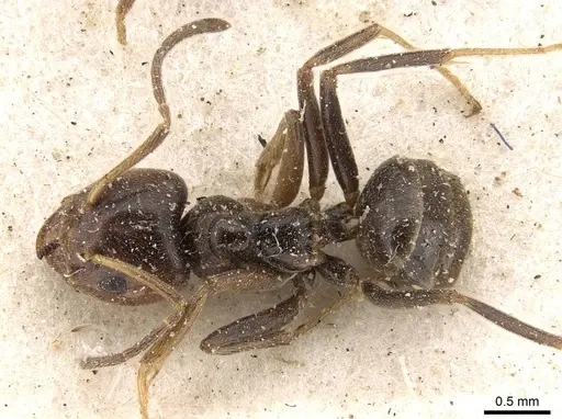 Azteca chartifex - CASENT0909610