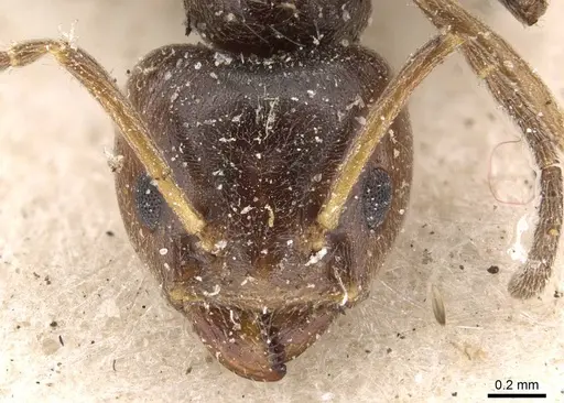 Azteca chartifex - CASENT0909610