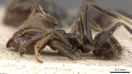 Azteca chartifex - CASENT0909610