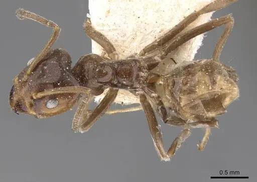 Azteca chartifex - CASENT0909611