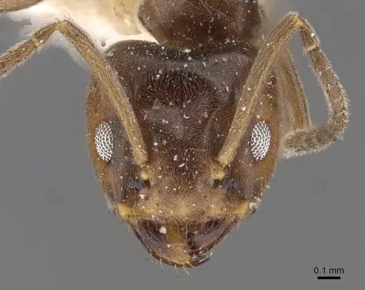 Azteca chartifex - CASENT0909611