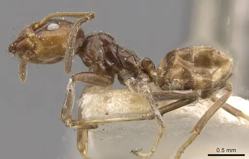 Azteca chartifex - CASENT0909611