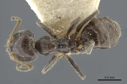 Azteca chartifex - CASENT0917120